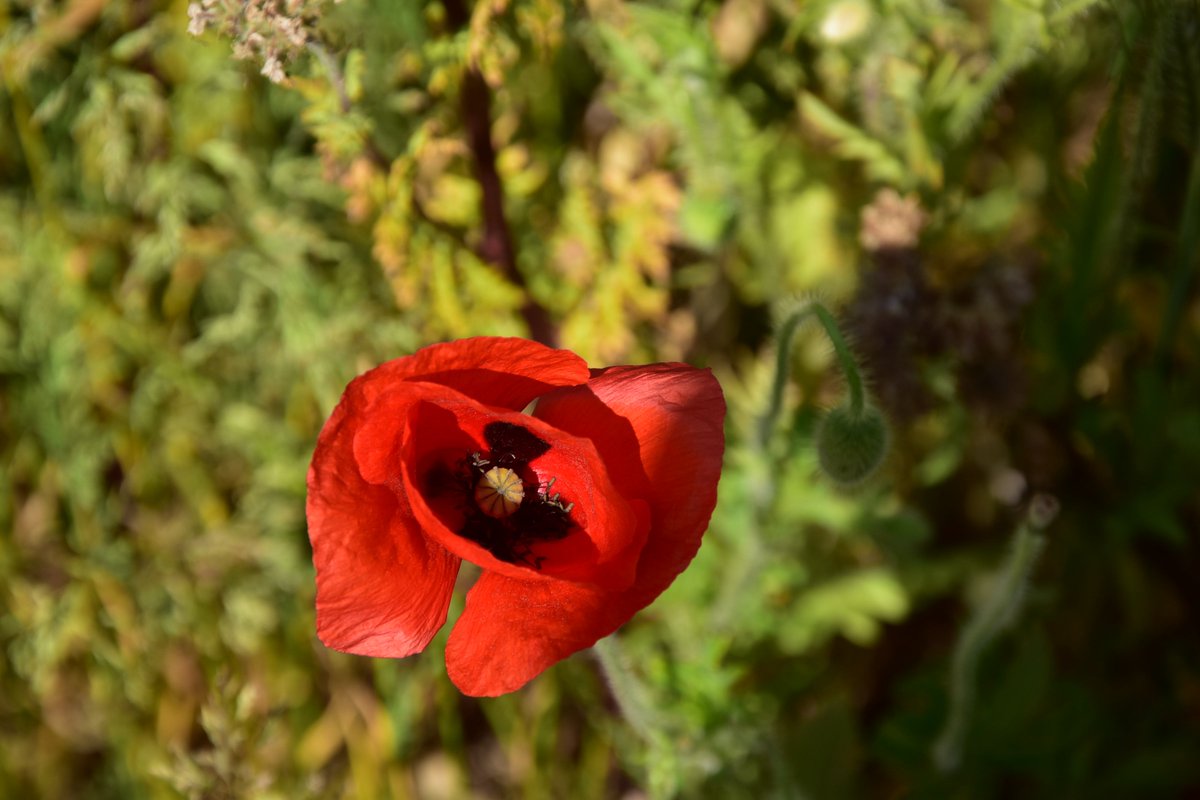 DavidjonKnight's tweet photo. #poppy #flowers #nature #impoppy #poppies #thatpoppy #love #poppyflower #idisagree #flower #trolls #art #red #spring #poppyseed #naturephotography #amiagirl #cute #photography #poppycomputer #trollsworldtour #poppyfields #poppychurch #choke #bubblebath #branch #idisagreetour https://t.co/IWL8oI2hNc