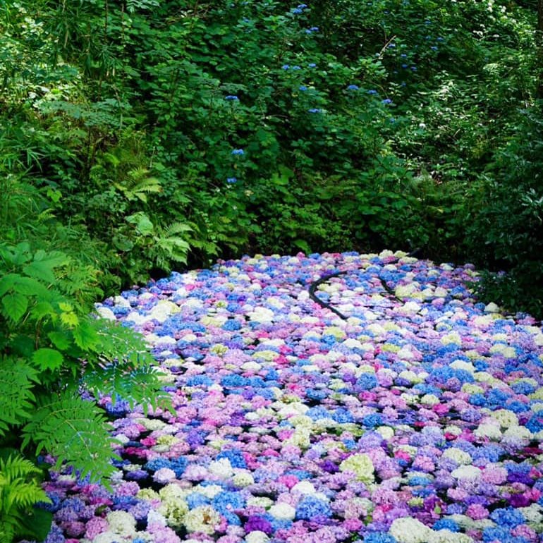 Ichinoseki Ilc This Year S Floral Display At Ichinoseki S Michinoku Hydrangea Garden Was Gorgeous As Always I Loved This Colorful Hydrangea Pond 今年のみちのくあじさい園も見事でした あじさい池 来年も見に行きたいです Reference For