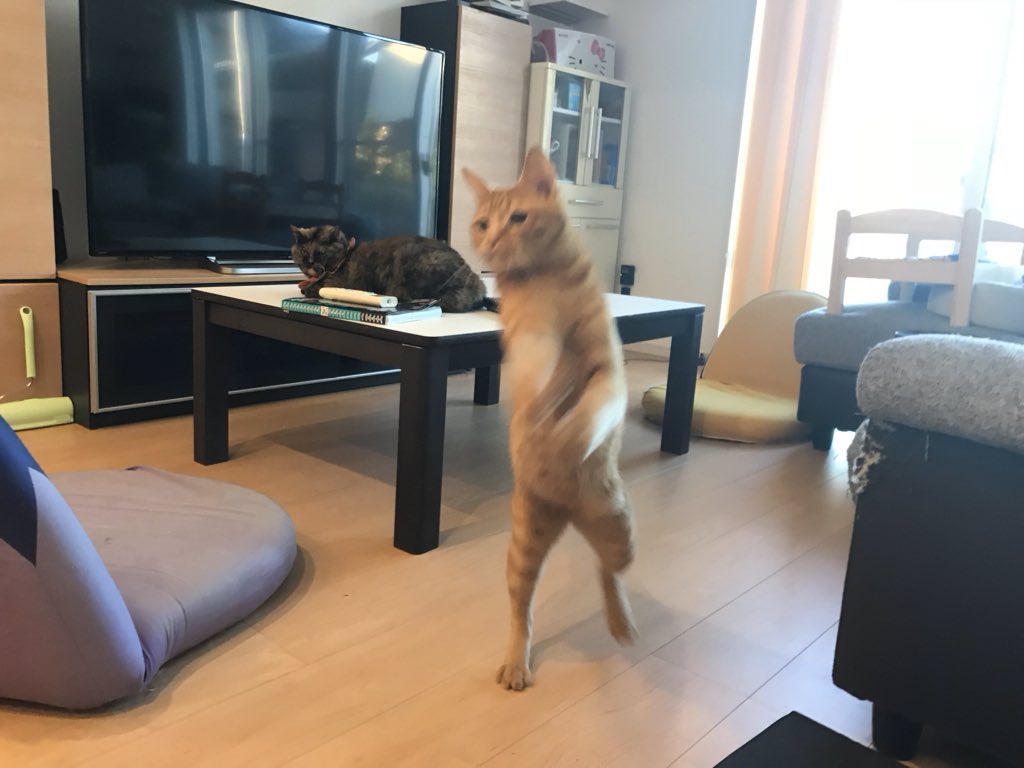 chaselyons's tweet photo. fuck it. cat walkin https://t.co/HLG07IsgGW