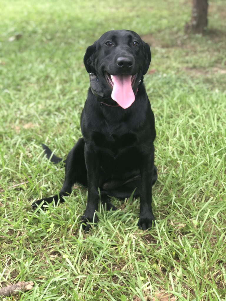 Harley is getting all grown up on me!