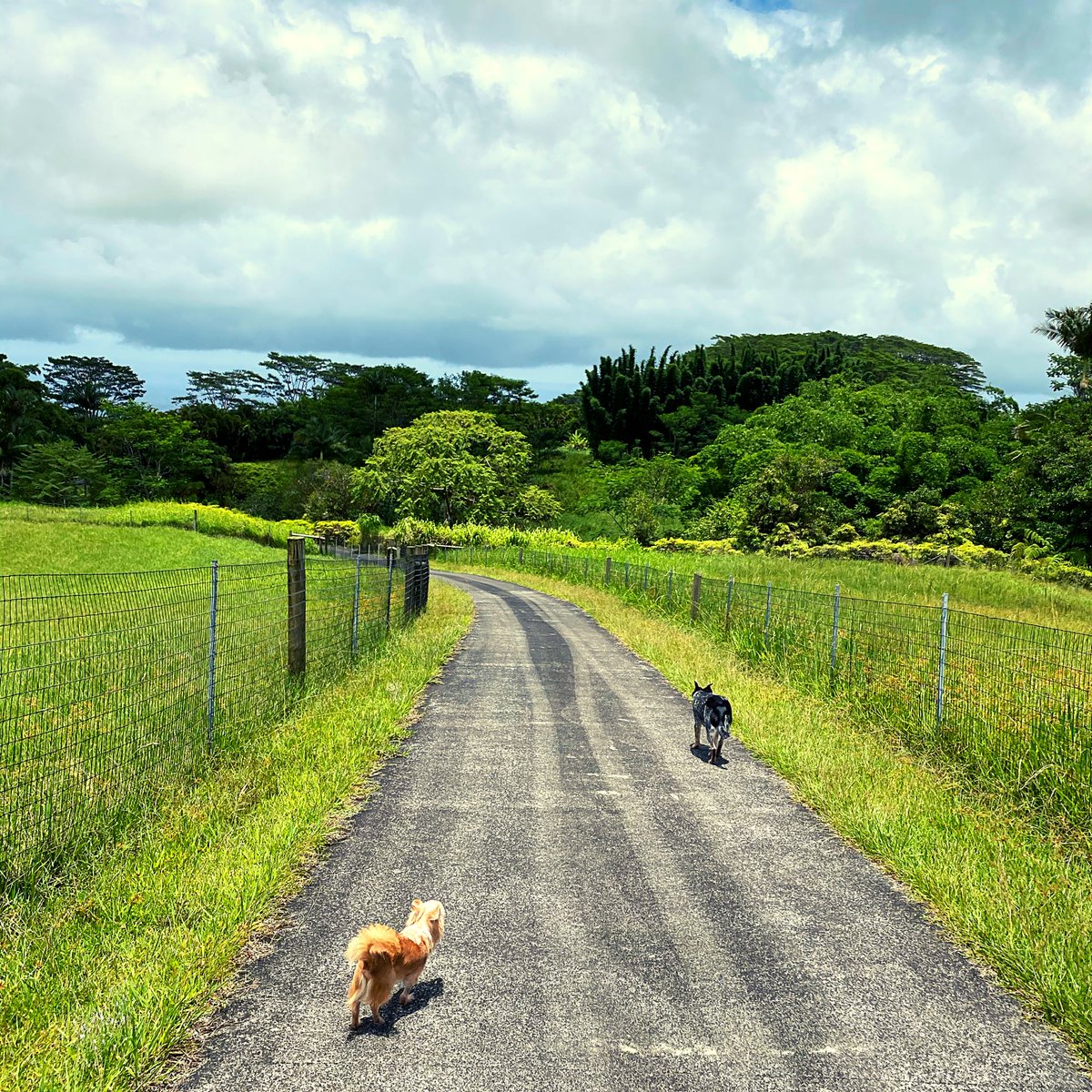 Love my home #morningwalk #hawaii #dogsofinstagram