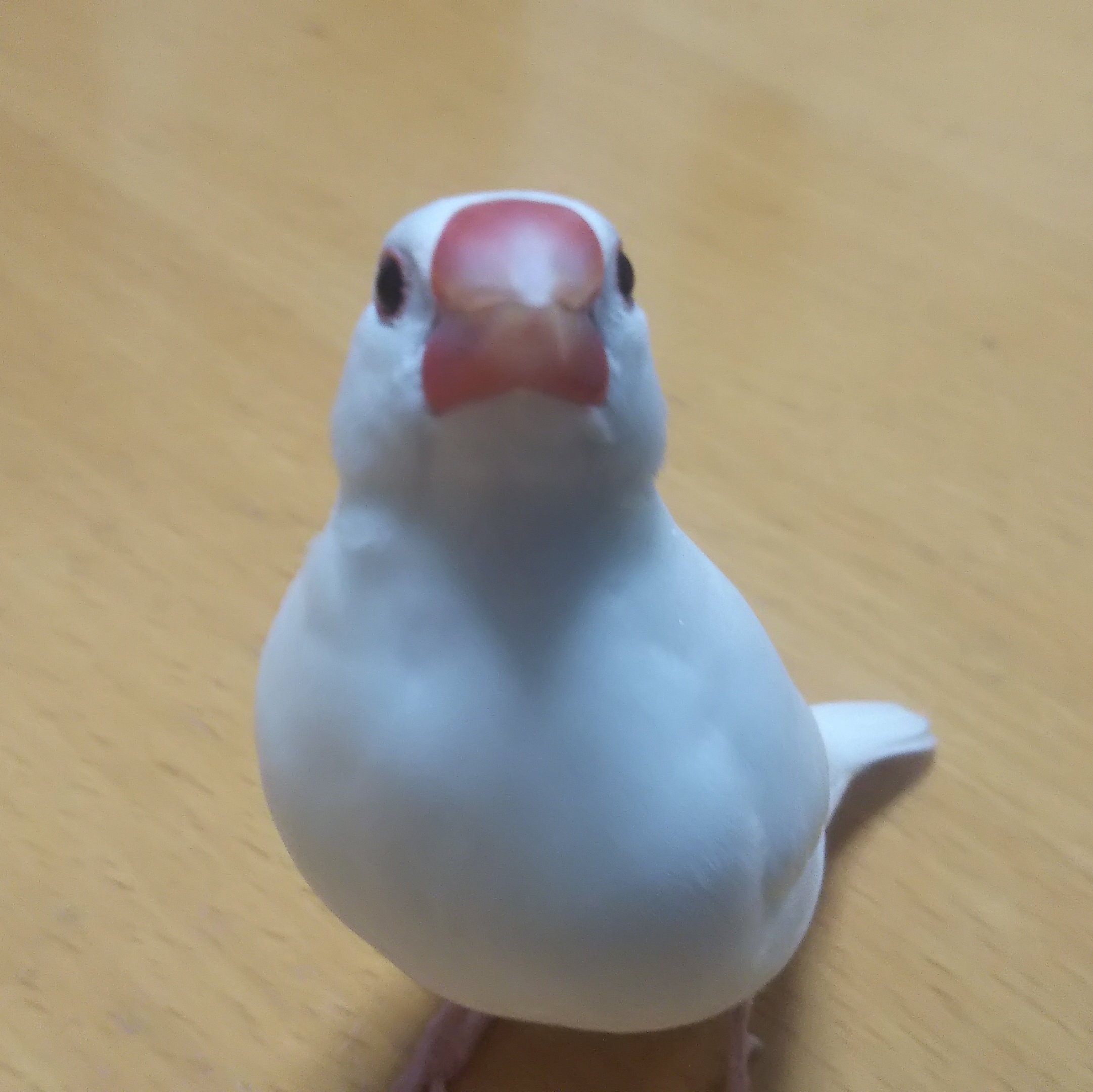 白い鳥 Twitter Search Twitter