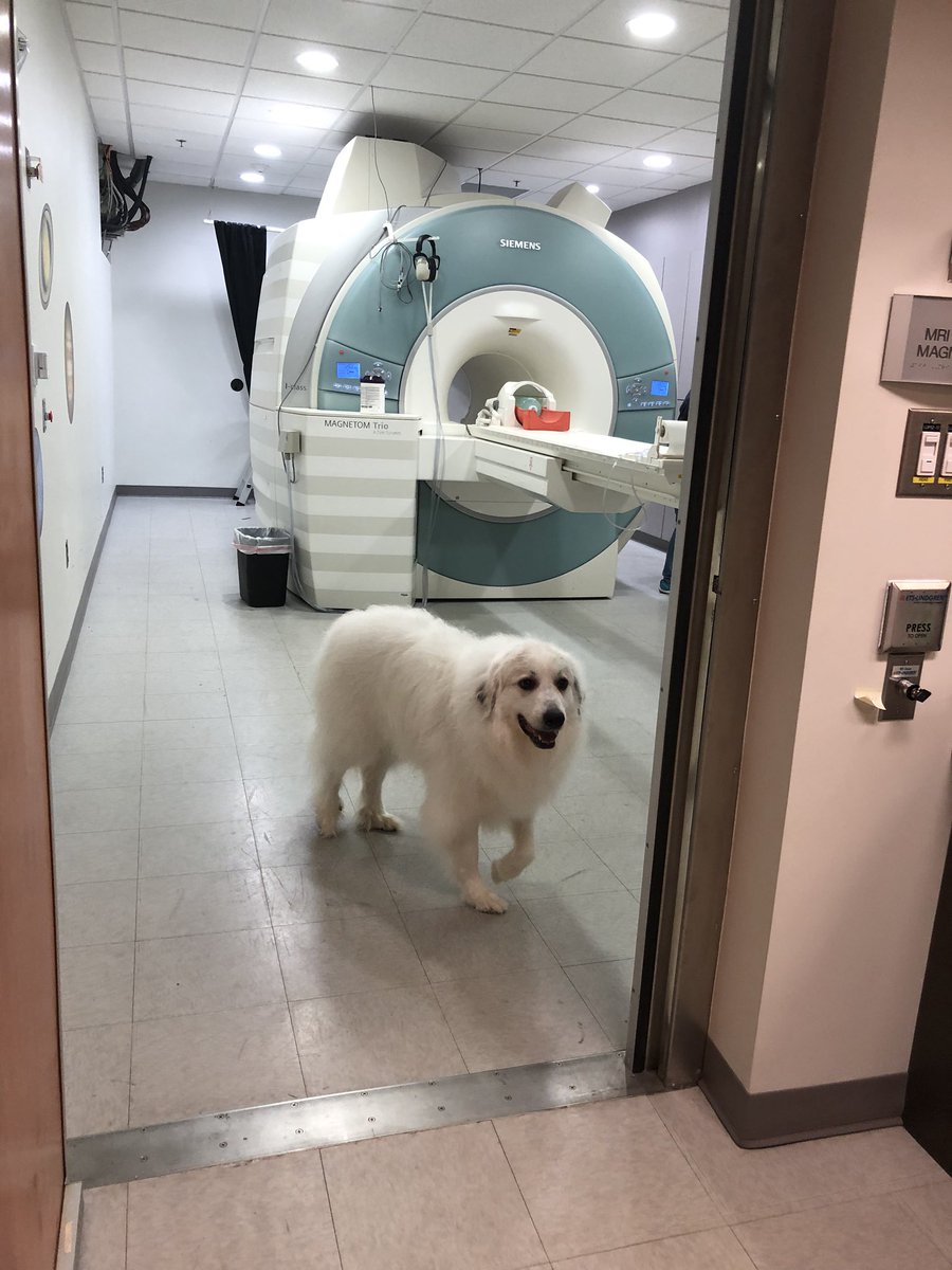 SchultzFDN's tweet photo. Lucy completed her 1st MRI brain scans today for Emory Canine Cognitive Neuroscience’s study on how dog’s think!  Dr Gregory Berns thinks Lucy and her fairly normal sized brain will contribute well to his study! @gberns @CarolinaPyrs @nationalpyr @kilmeade @GPRAtlanta @dog_rates https://t.co/mj4IVcNnv6