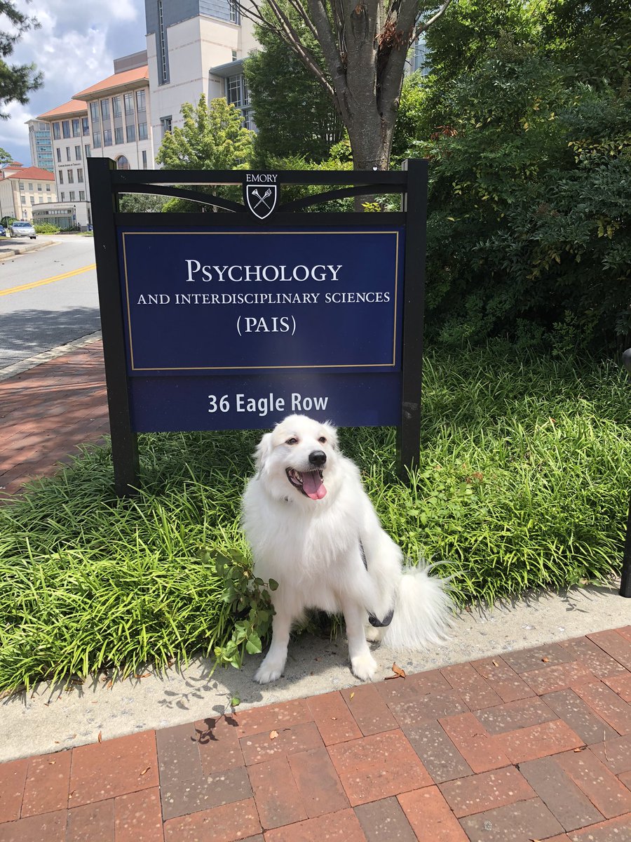SchultzFDN's tweet photo. Lucy completed her 1st MRI brain scans today for Emory Canine Cognitive Neuroscience’s study on how dog’s think!  Dr Gregory Berns thinks Lucy and her fairly normal sized brain will contribute well to his study! @gberns @CarolinaPyrs @nationalpyr @kilmeade @GPRAtlanta @dog_rates https://t.co/mj4IVcNnv6