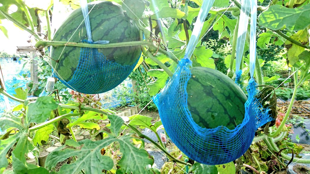空中栽培スイカ