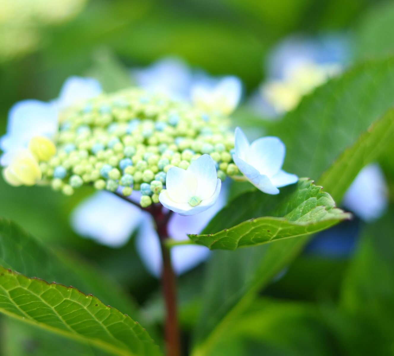 7flowers 1day Twitter Search Twitter