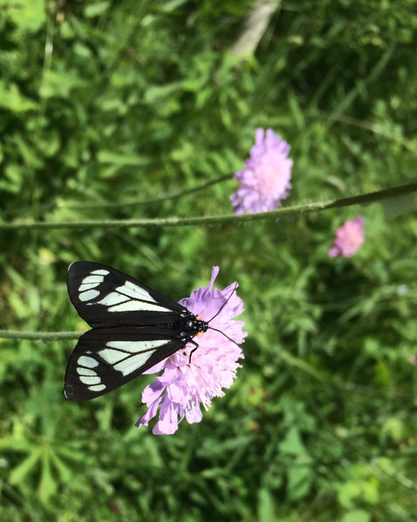 OlGrumpsHoney's tweet photo. Perhaps a Police Car moth? Beautiful wildflowers on the Jumpingpound Loop hike today. #iuseabparks #saveAlbertaParks https://t.co/vc5dzf7OVr
