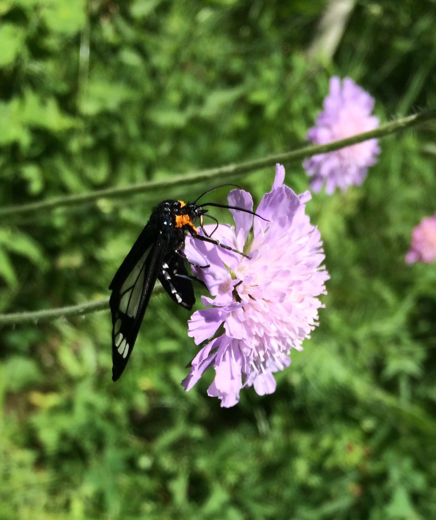 OlGrumpsHoney's tweet photo. Perhaps a Police Car moth? Beautiful wildflowers on the Jumpingpound Loop hike today. #iuseabparks #saveAlbertaParks https://t.co/vc5dzf7OVr