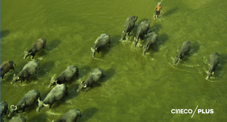 cineCOLocal's tweet photo. #ElDato ¿Sabías que en India se encuentra el manglar continuo más grande del planeta? El único que alberga una población de tigre de Bengala adaptada a las condiciones de manglar.
Hoy, #DiaMundialDelManglar, descubre ´GANGES´ por CINECO/PLUS y conoce más de este ecosistema. https://t.co/gtraBFSi6k