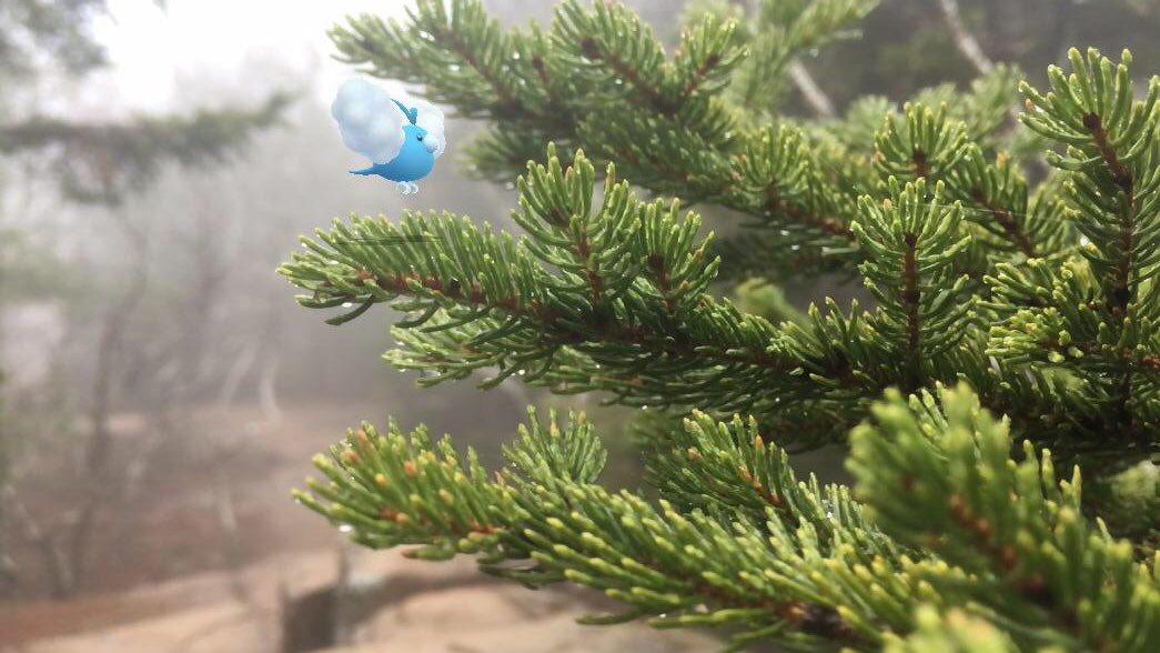 tinypokemonpics's tweet photo. A storm swablew this little friend into my path https://t.co/xR9TaSKfHN