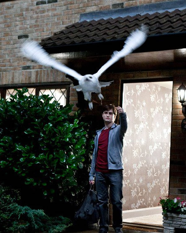 ポッターマニア 7月27日は マッド アイ ムーディとヘドウィグの命日 1997年の今日 7人のポッター の戦い 7巻4章 の最中に 死の呪文を受け死亡 ジョージもスネイプの呪文によって 片方の耳を失いました ヘドウィグを殺したのは