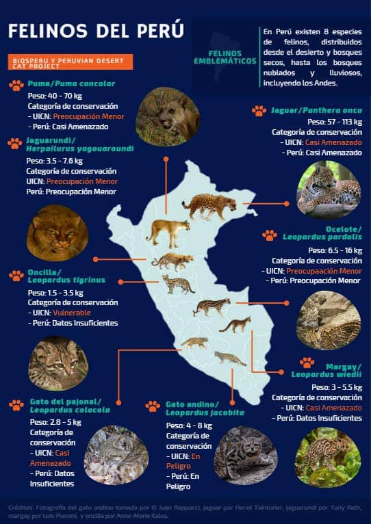alvaro_garcia_o's tweet photo. Do you know the 8 #wildcats that live in Peru? Jaguar, puma, ocelot, margay, northern tiger cat, jaguarundi, Andean cat, and pampas cat. Poster made by the #PeruvianDesertCat project and #BioSPeru NGO https://t.co/M6XvZ3Yuhk