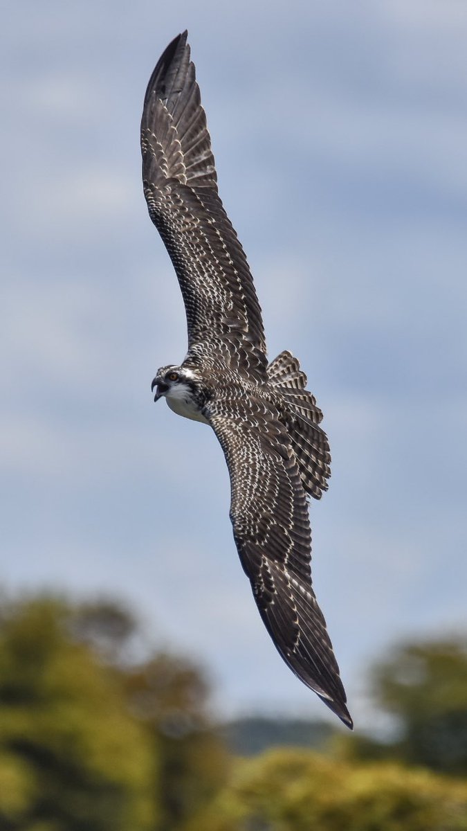 birdcrazed6's tweet photo. *VIEW FULL SCREEN PLEASE*

Here just might be one of my favorite #osprey images I’ve taken so far. If this image gets 2,000 likes I will post my unseen FAVORITE image!
#birdphotography #birds https://t.co/iDmv1C6mQI