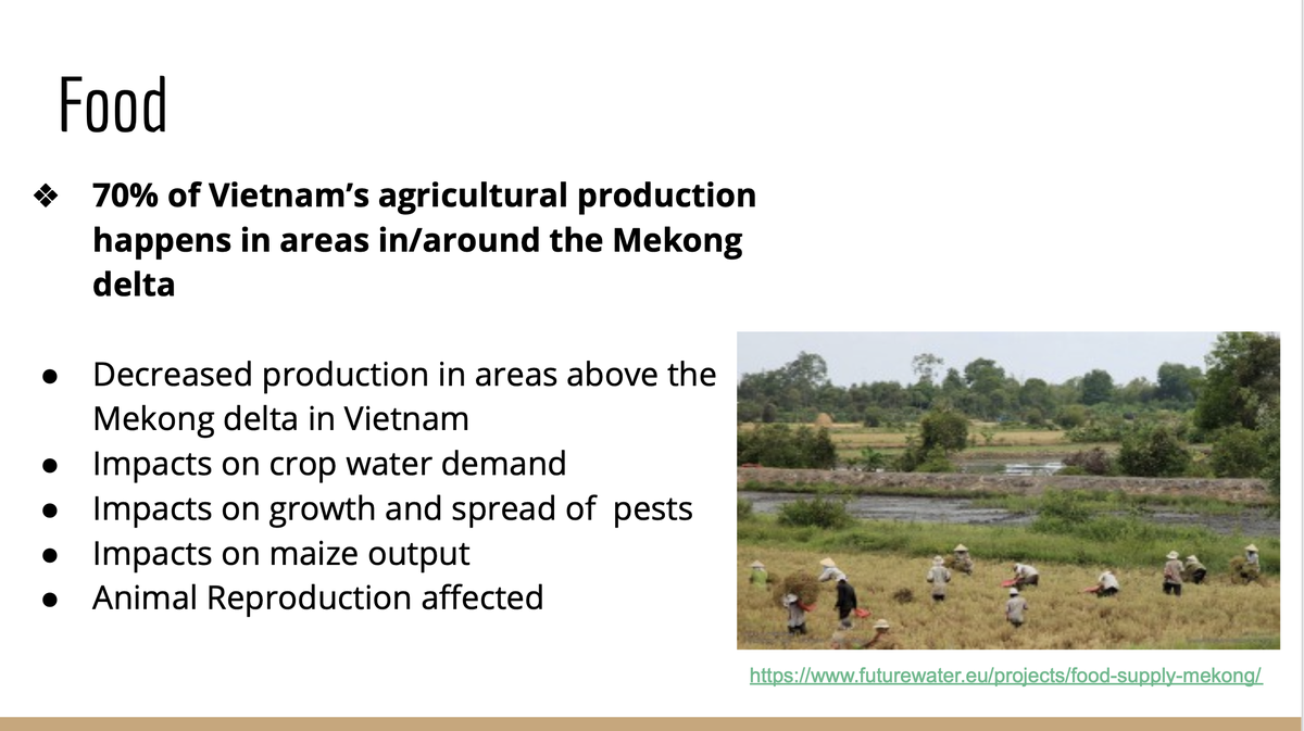 The Mekong is responsible for 70% of the agricultural production in Vietnam. Decreased levels this year, mean farmers are unable to begin planting crops. Also, the fishing industry is also being affected.  #CUinTheLab  #climatechange [2/]