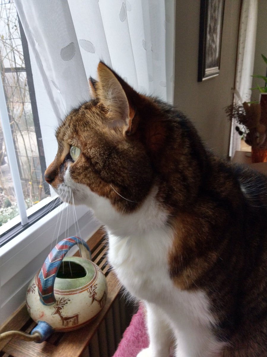 Meow. I have only 94 Followers. Can I please get some more ?
