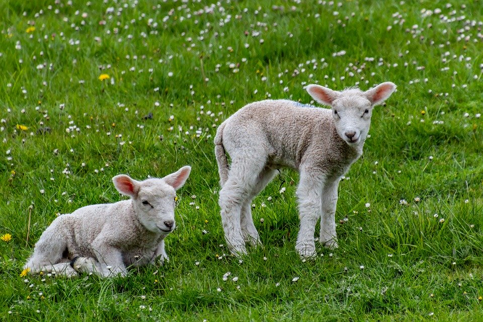 Love lambs. Don't eat them | #GoVegan