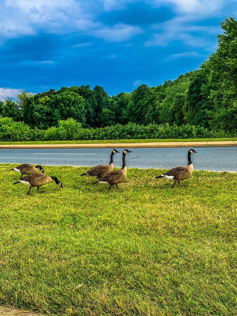 OWanderingSag's tweet photo. Duck Duck Goose #Goose #Maryland https://t.co/5GKaRnARSl