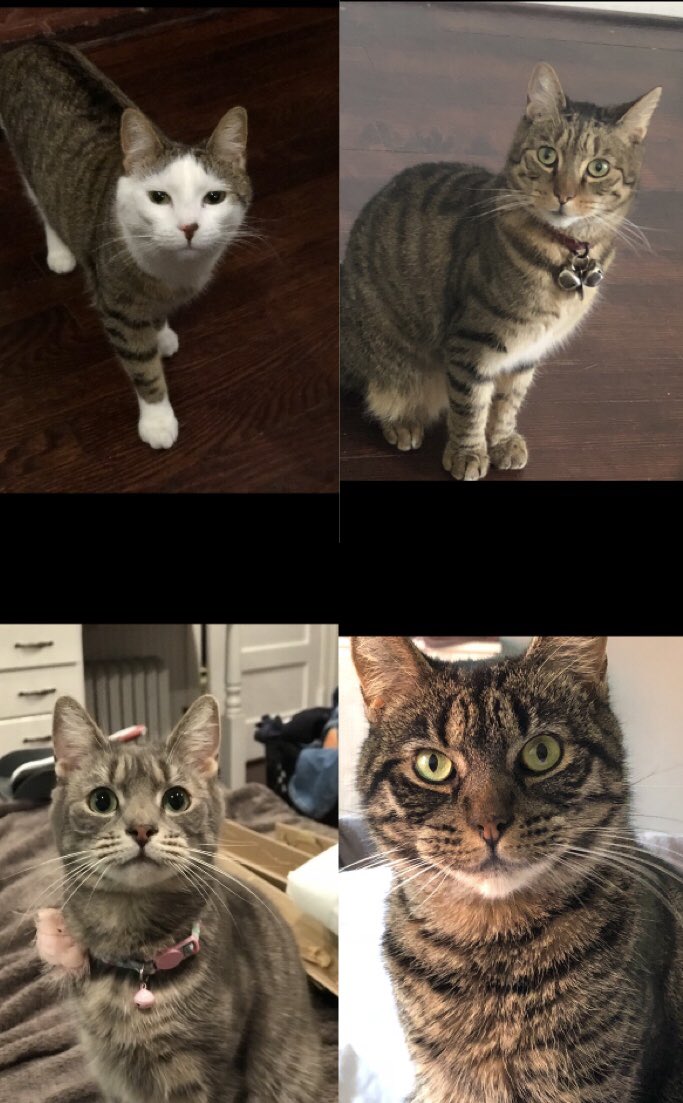 ikhquo's tweet photo. I decided to paint pet portraits of my four cats. Here's some WIPs! #petportrait #artshare #artistsontwitter https://t.co/7Kqf1Kh7m4