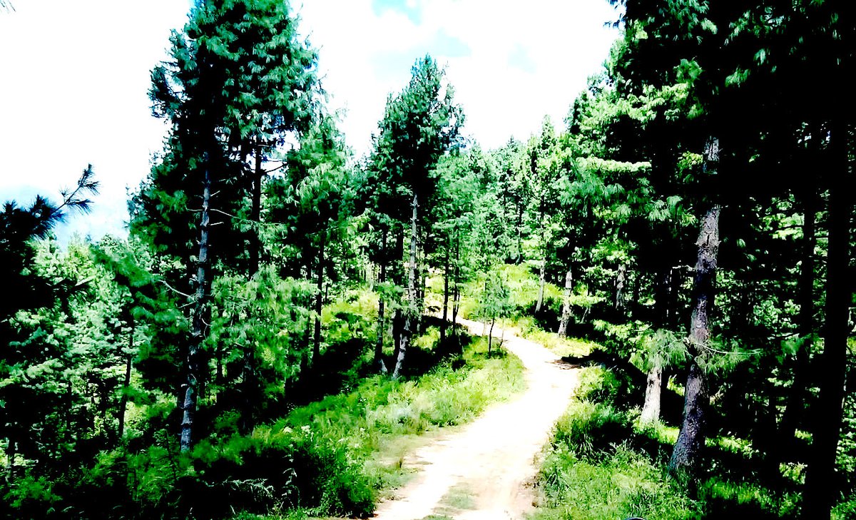 DIRLowerDotCOM's tweet photo. Shenghar Lajbouk Dir Lower...!! the wonderful valley to visit.

visit https://t.co/wm9cmIlHNk for more photos
#BuildDirChitralMotorway to promote tourism https://t.co/1sci4hLsfH