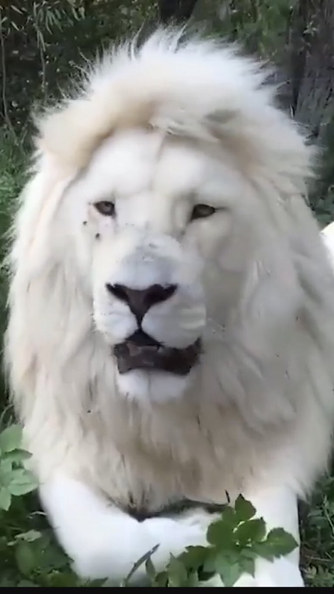 We’re still a premier league team. Thanks Villa. You nearly killed me today <a href="/AVFCOfficial/">Aston Villa</a> VTID 💜💙