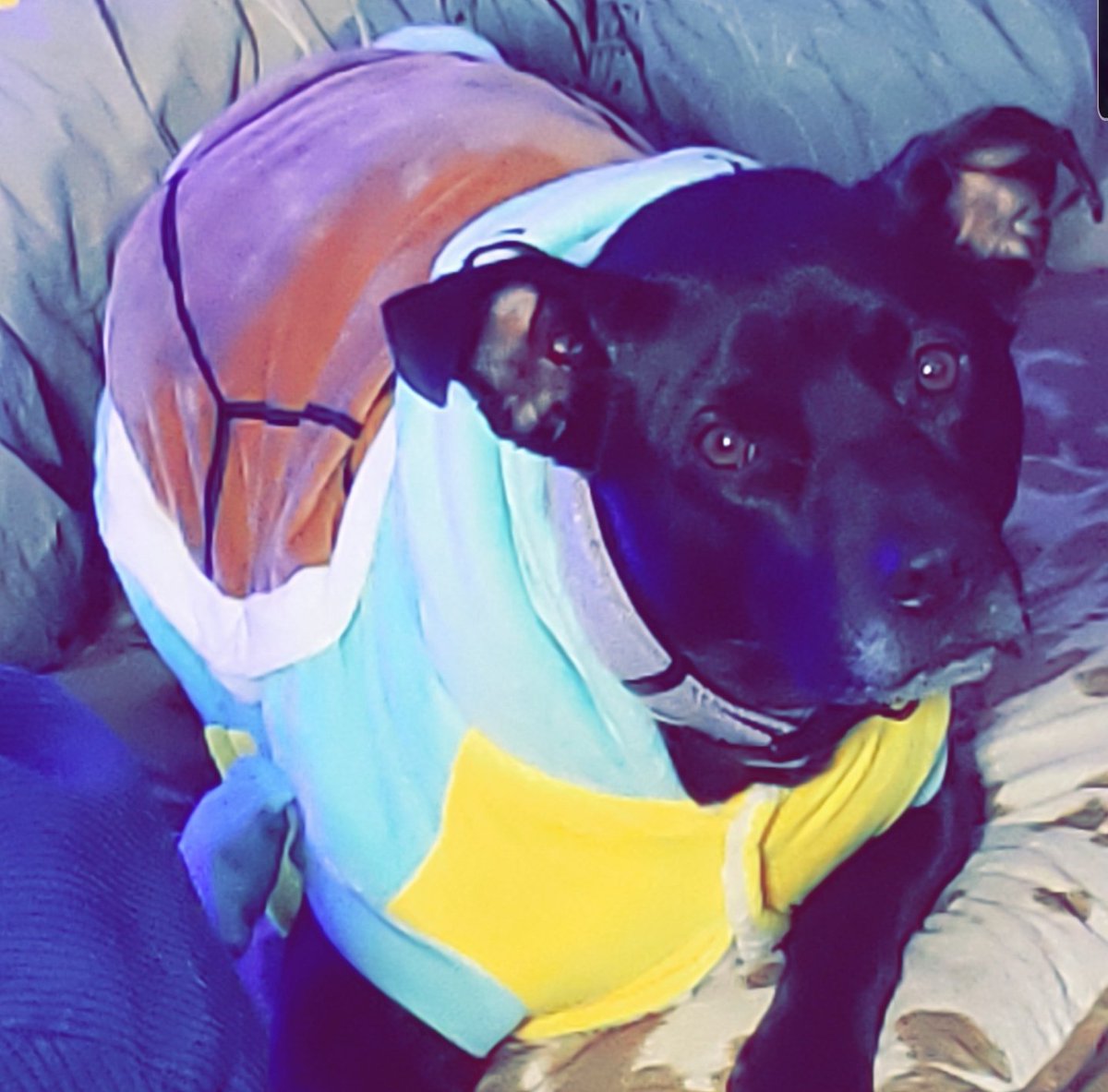 Amber Norell tweet media