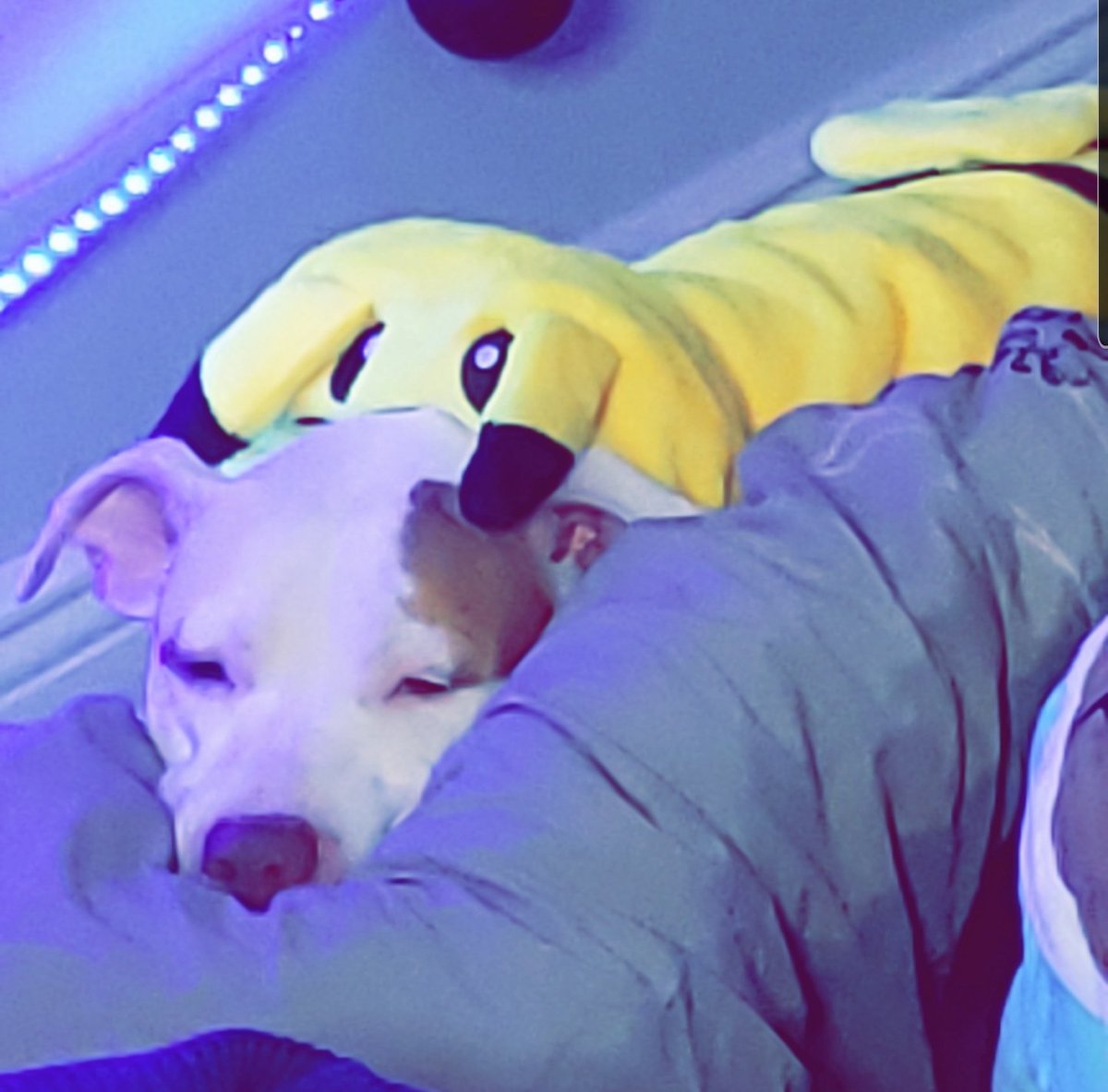 Amber Norell tweet media