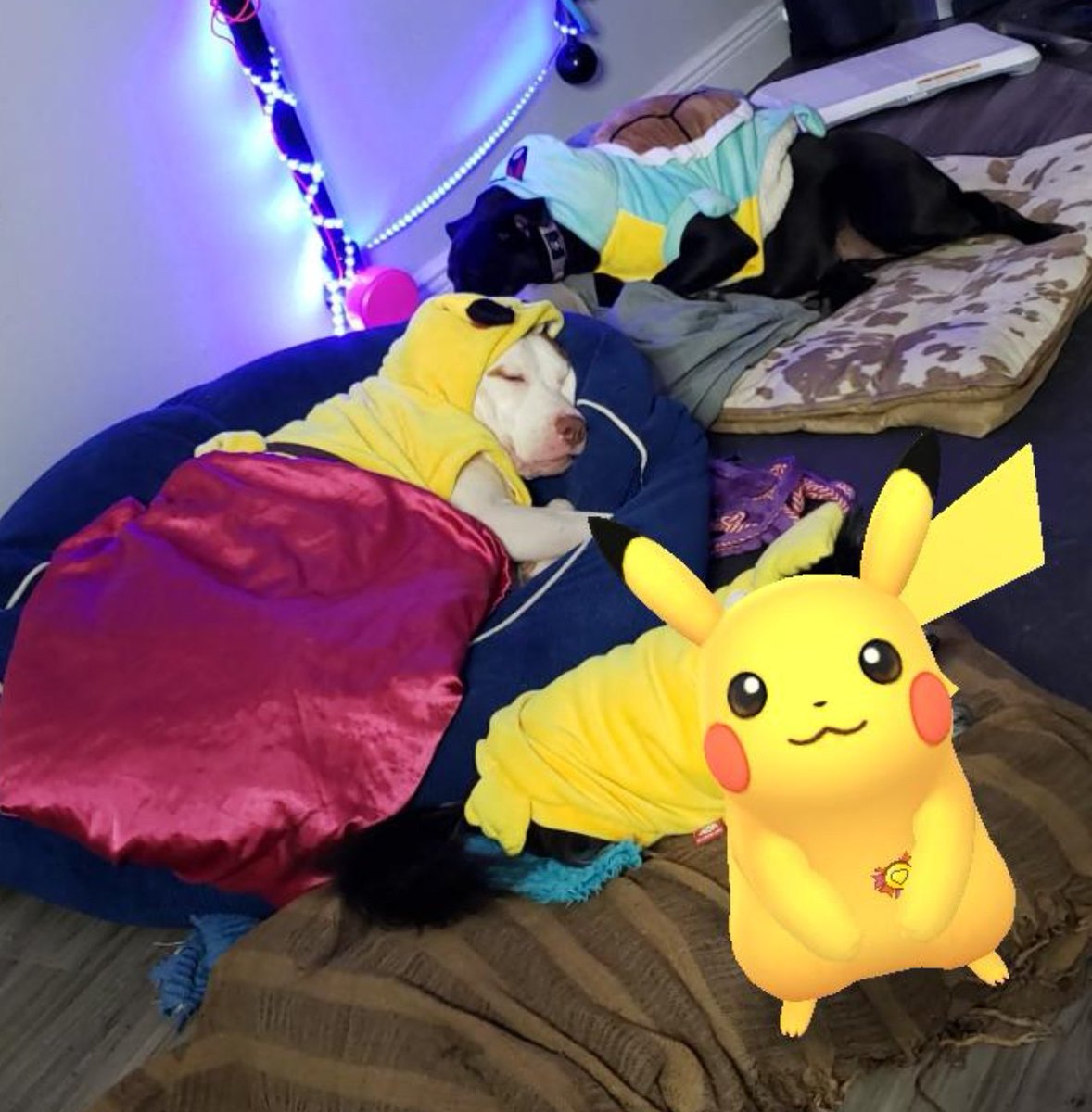 Amber Norell tweet media