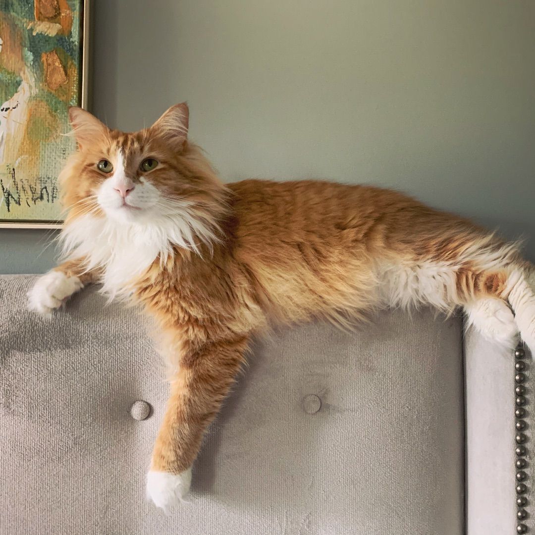 tarajpollock's tweet photo. This poor guy has terrible allergies! The only way I can get his twice weekly medicine injections in him is to distract him with these yummy treats! Figgy loves Churu!! #churu  #CatLove https://t.co/ae8SN0F4kE https://t.co/LVmHTBltAt