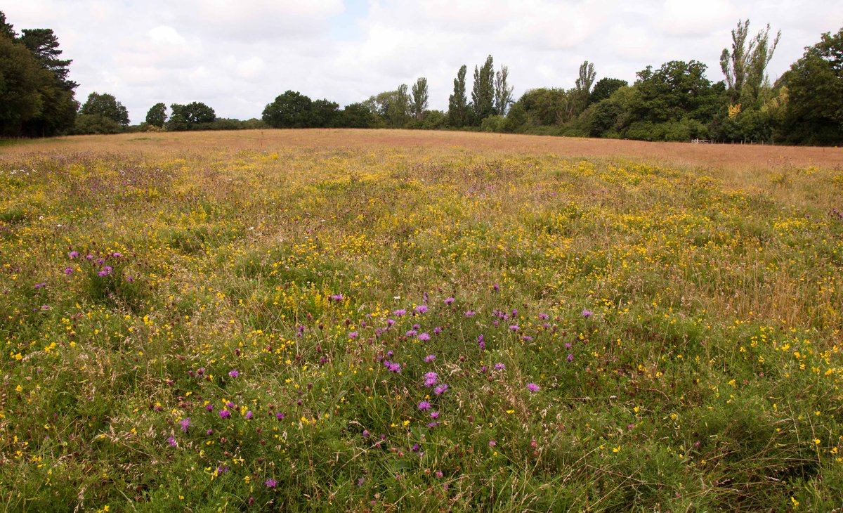 Buoyed by visit to #haymeadow we @CoLEppingForest created from scratch 12yrs ago. #WarliesPark frothing with #wildflowers, like honey-scented Lady's Bedstraw, & bouncing with #grasshoppers & #bushcrickets: highest densities seen this year & lying in a new B-Line @Buzz_dont_tweet