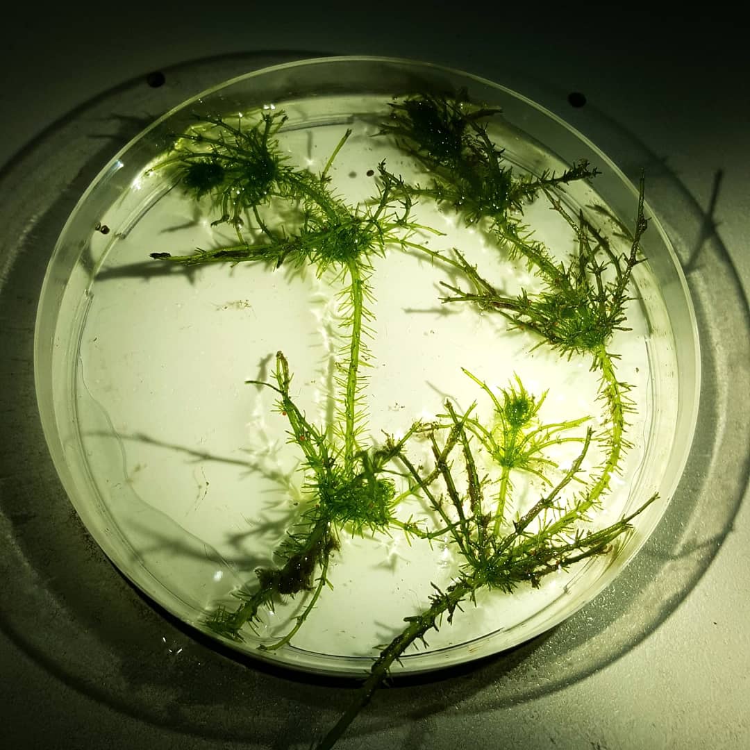 biodiversea_ax's tweet photo. Today we encountered Chara horrida - an endangered species which only exists in the Baltic Sea. This highlights one reason why we do this: we have better chances of protecting endangered species like C. horrida, if we know where they exist.
#BalticSea #EMFF #BaltCF #VELMUohjelma https://t.co/5rPskBEY8W