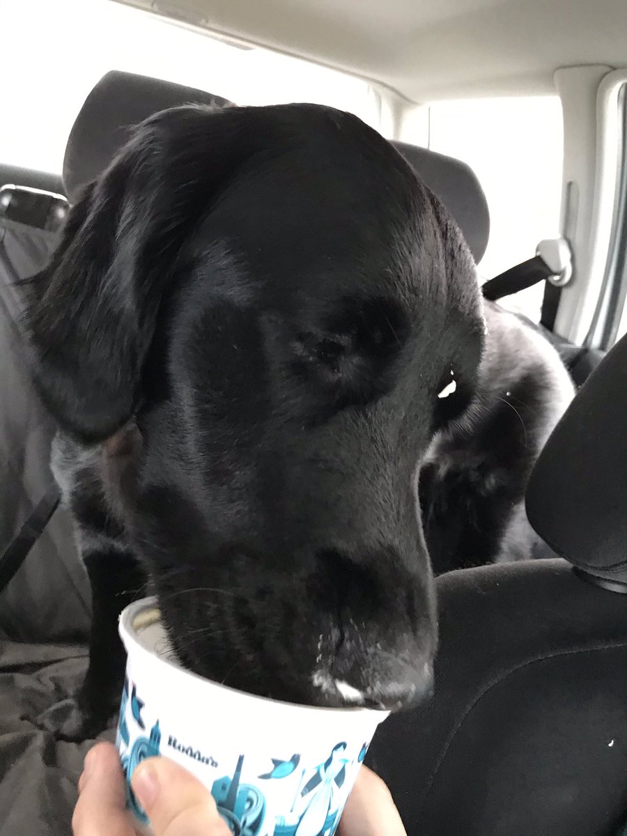 LunaWaggles's tweet photo. The humans always share their picnic. Well done, good humans. #goldador #dogsoftwitter #picnic https://t.co/tLHoAcbxFV