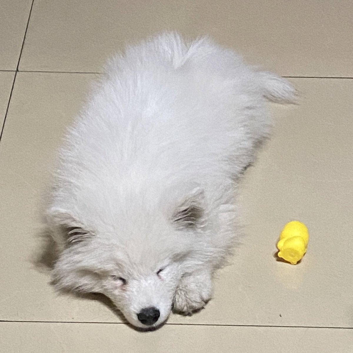 JJoosiee's tweet photo. “Just want to sleep with my little friend”🐥🐥
#dog #cute #cutedog #samoyed https://t.co/7I38g3tTCJ