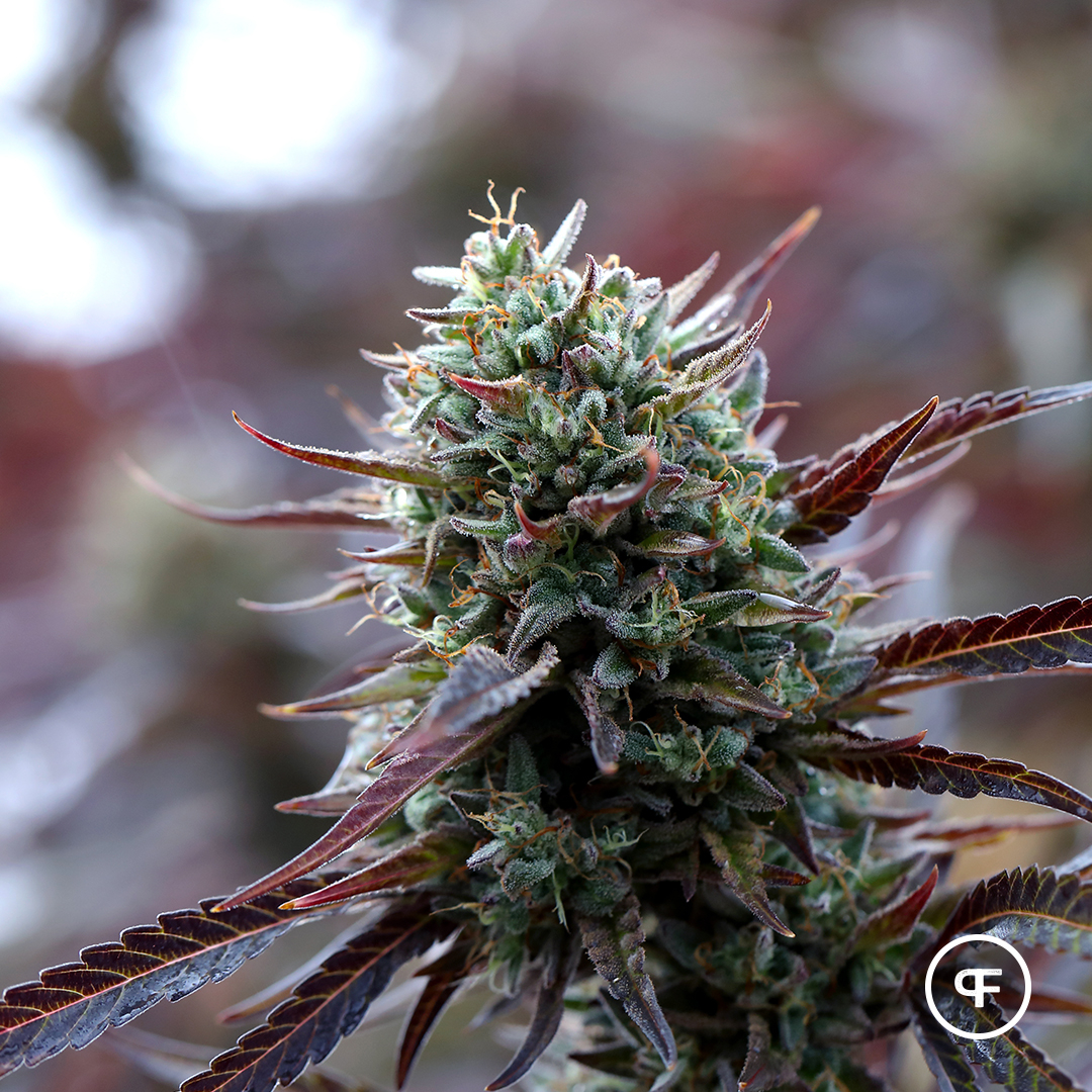 PhantomFarms's tweet photo. 🔥Kosher Gorilla🔥

#mightytastycannabis #phantomfarms #terps #marijuana #420 #cannabiscommunity #weed #weedstagram https://t.co/FSUcRvBfdI