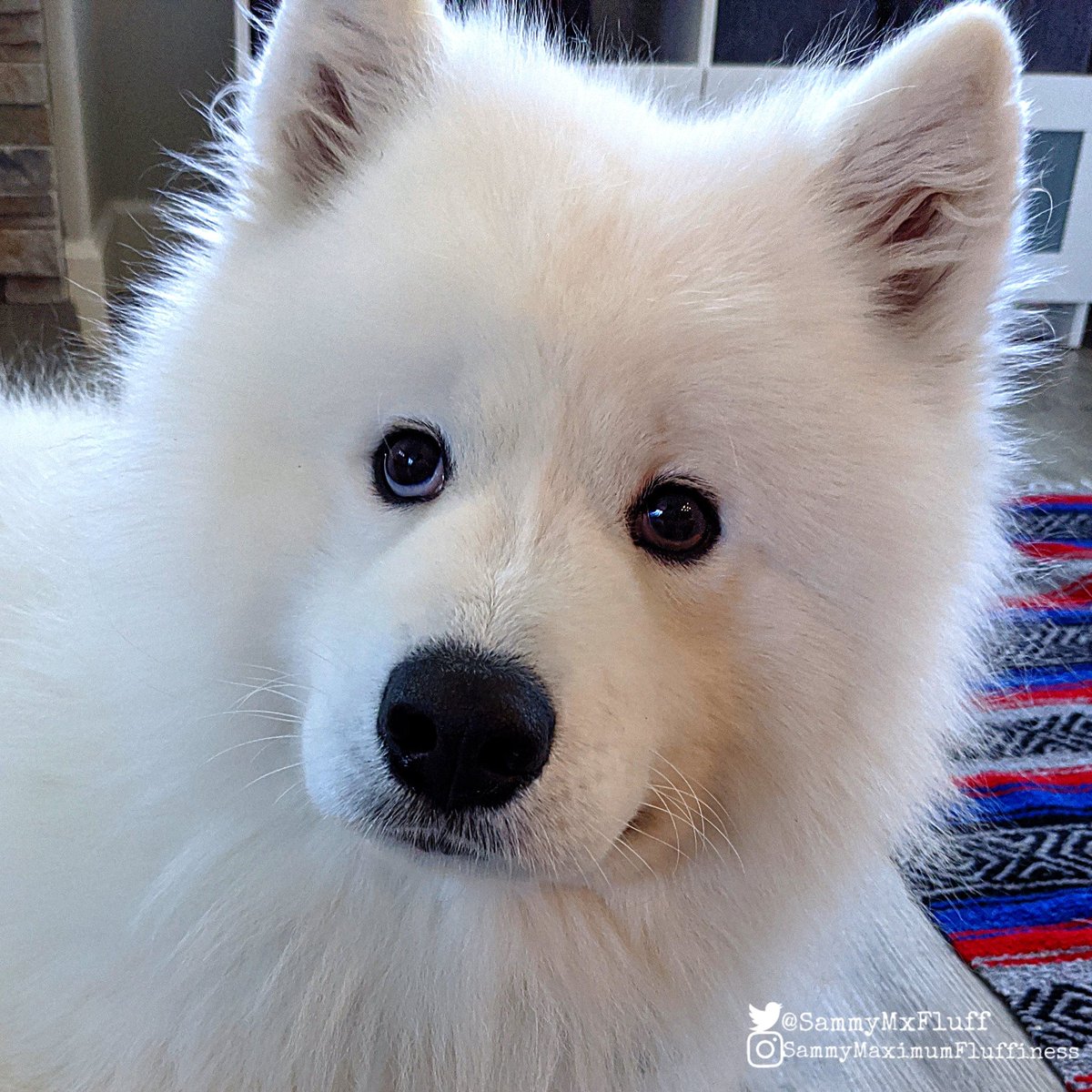 SammyMxFluff's tweet photo. What do you mean this cookie has chocolate and I can't eat it!? ๐ What is this no good chocolate!?๐พ
#cookieproblems #dogproblems #nocookieforyou #badchocolate #SammyMaximumFluffiness https://t.co/OQ1COmVlBN
