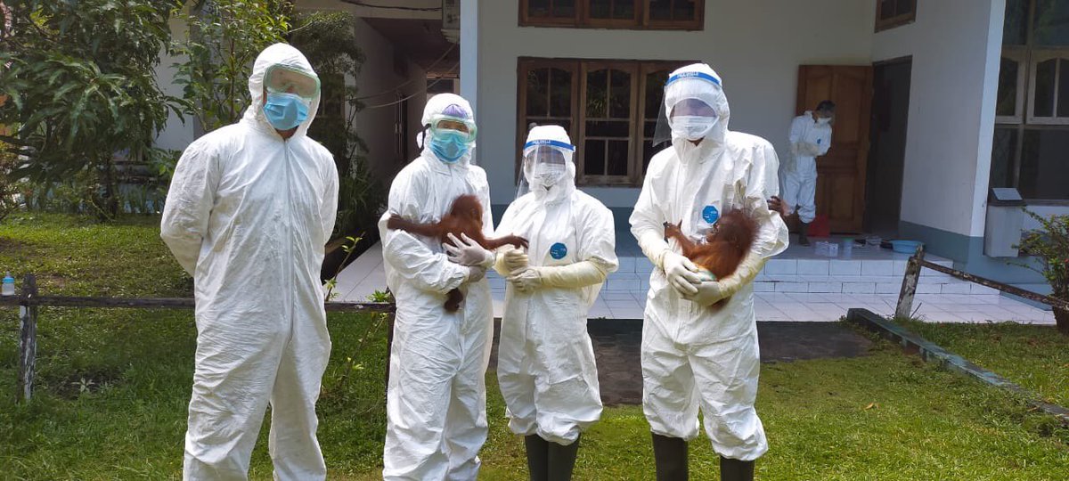 CoronaVirus changed everything.Here caregivers at OFI’s Care Center hold 2 infant #orangutan orphans received from Forestry who are now going into 30 day quarantine before joining general population.Infants tested negative for virus. Will be tested again after quarantine