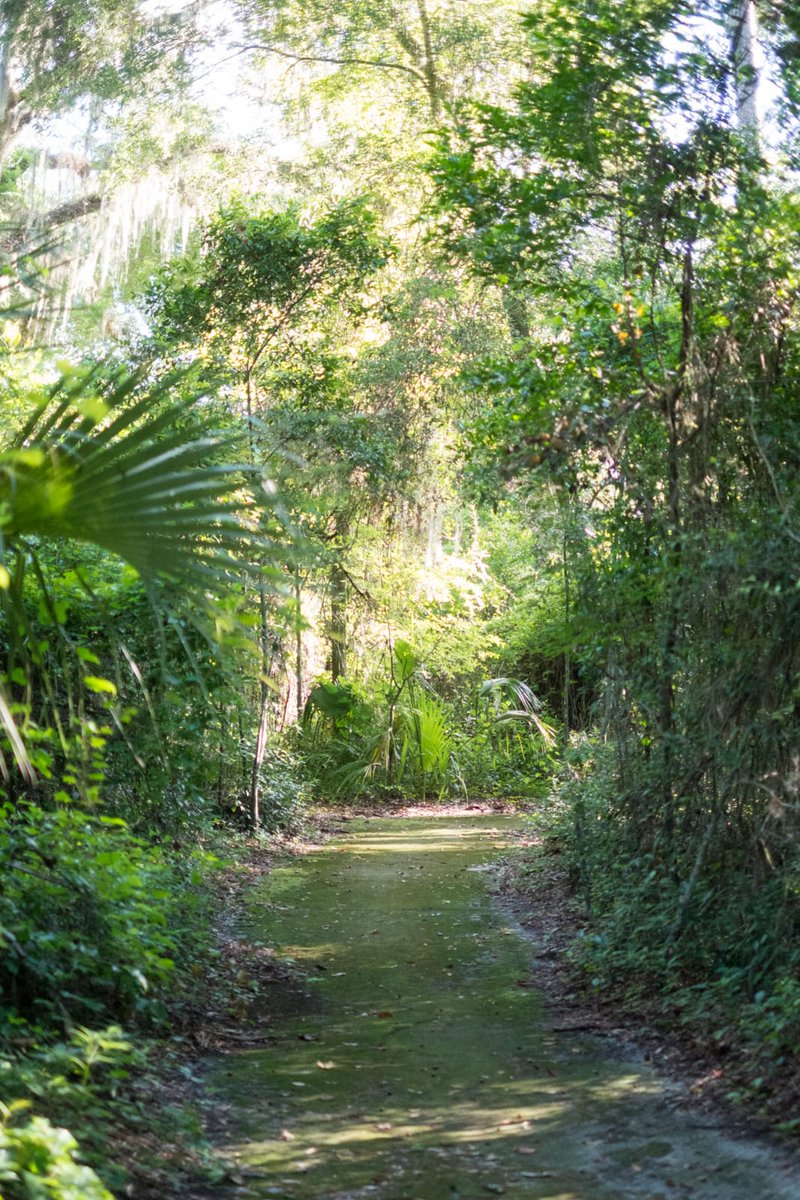 sustainableuf's tweet photo. It's time to #GlimpseIntoGainesville! The Law School Woods Conservation Area is located across the street from @UFLaw on Village Drive. This 3.3-acre area features a pavilion, picnic tables, & trails. https://t.co/PcpUg1l2JB