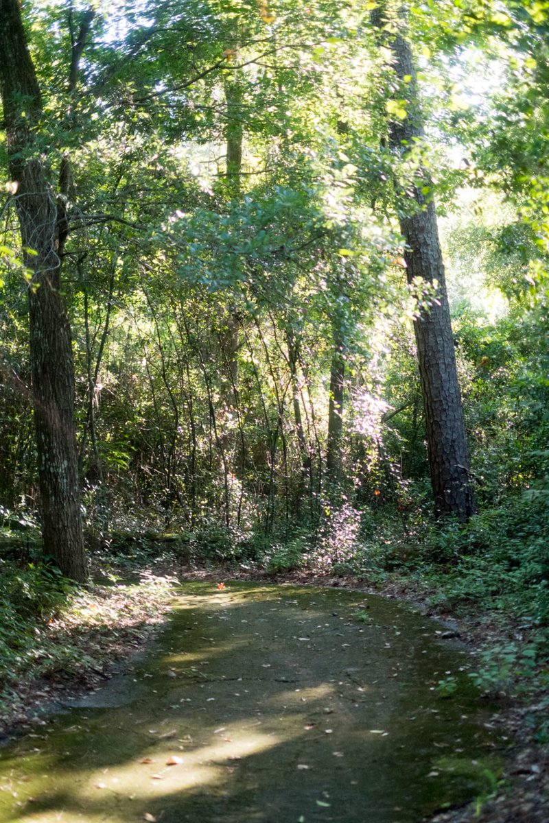 sustainableuf's tweet photo. It's time to #GlimpseIntoGainesville! The Law School Woods Conservation Area is located across the street from @UFLaw on Village Drive. This 3.3-acre area features a pavilion, picnic tables, & trails. https://t.co/PcpUg1l2JB
