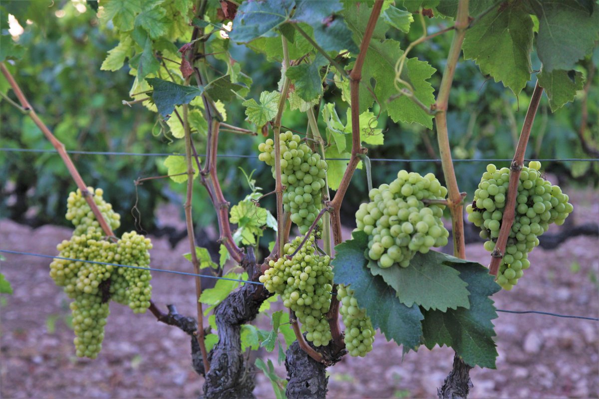 MariaRosaFerre's tweet photo. Veient aquest fantàstic macabeu a les vinyes del Penedès, t'adones que no tot està perdut. @dopenedes #Vilobi @SergiLoras
Foto d'avui @MariaRosaFerre https://t.co/N1tXZWtcjt