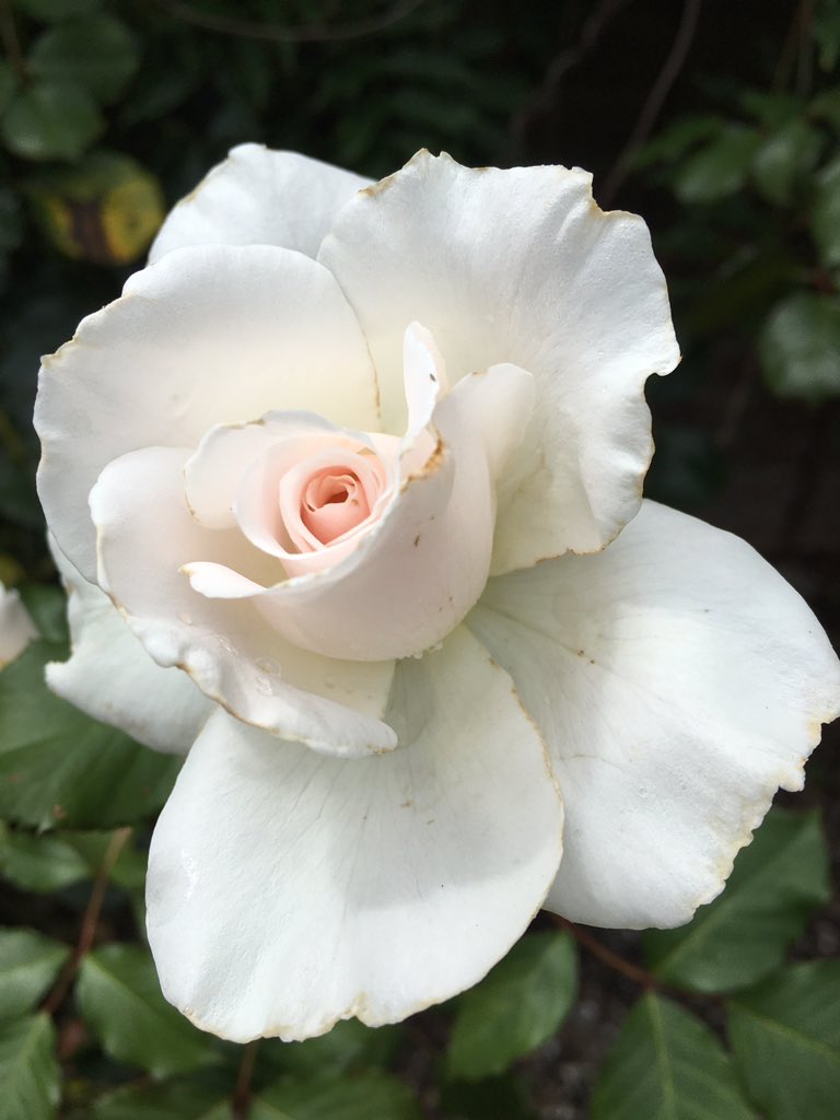 Katrina Williams tweet media