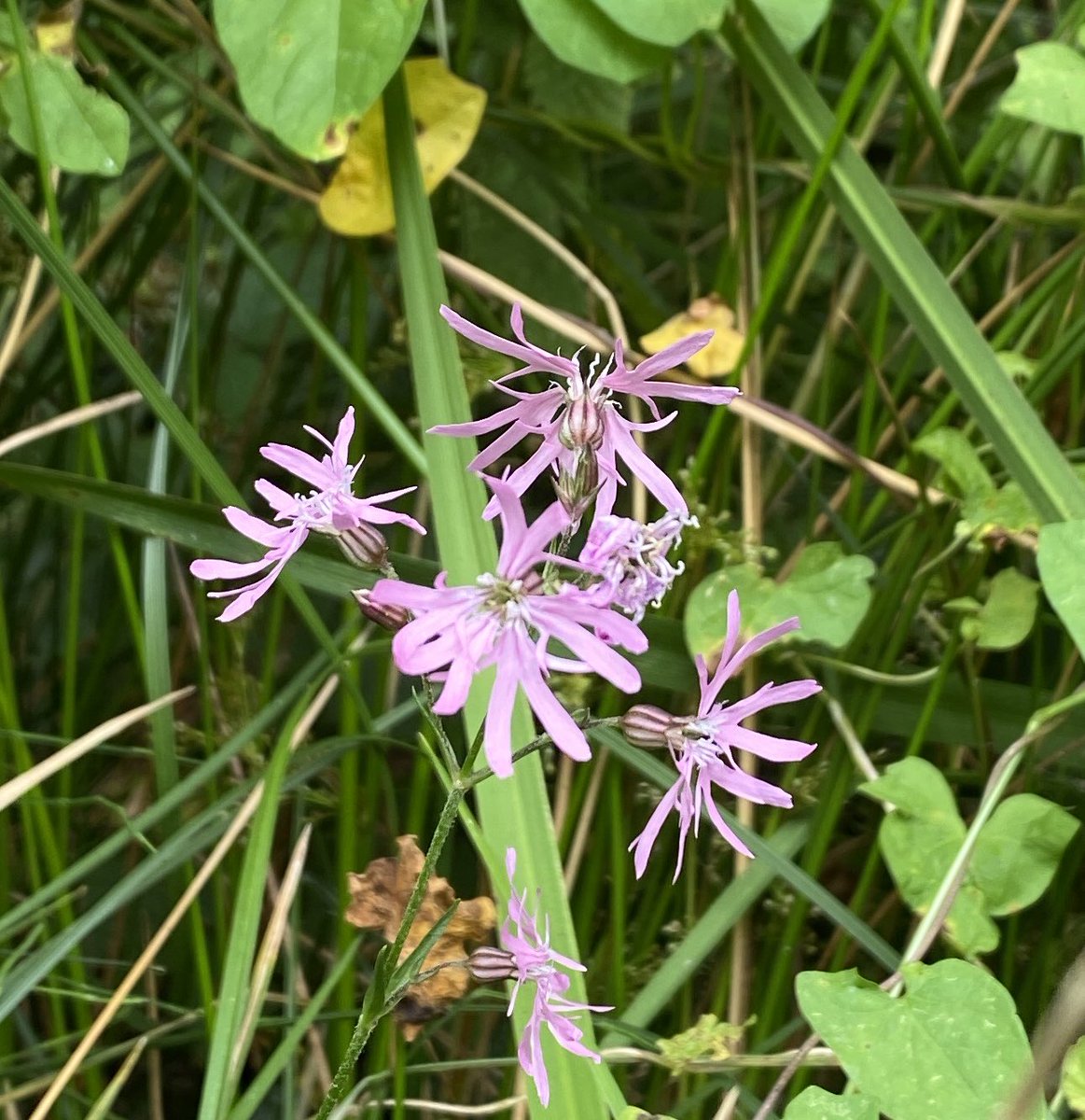 jahasse's tweet photo. First reliable spot of campion-like Ragged Robin (Silene flos-cuculi) on #bogplants area of #BookhamCommon #wildflowerhour https://t.co/X8W7rylwiB