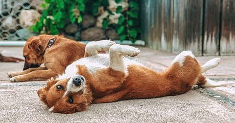 TurtlesNestJa's tweet photo. Is it tummy rubs time yet? Our resident pups Sugar and Spice adore visitors.
Likes: fuss, beach races, digging in the sand, dozing on the deck.
Dislikes: rain, the v.e.t, angry crabs and goodbyes.
Photo: @cleareditz_
#beachdogsofinstagram #beachdogs #treasurebeach #jampups https://t.co/UeXaVKAU3k