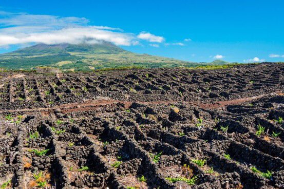 Best_of_PT's tweet photo. Known as #Portugal’s wine island, #Pico is one of 9 European islands perfect for a socially-distanced holiday 👉🏼 https://t.co/iHuoM6rWXl via @ThePointsGuyUK #travel #wine https://t.co/1vAxYF7BXD
