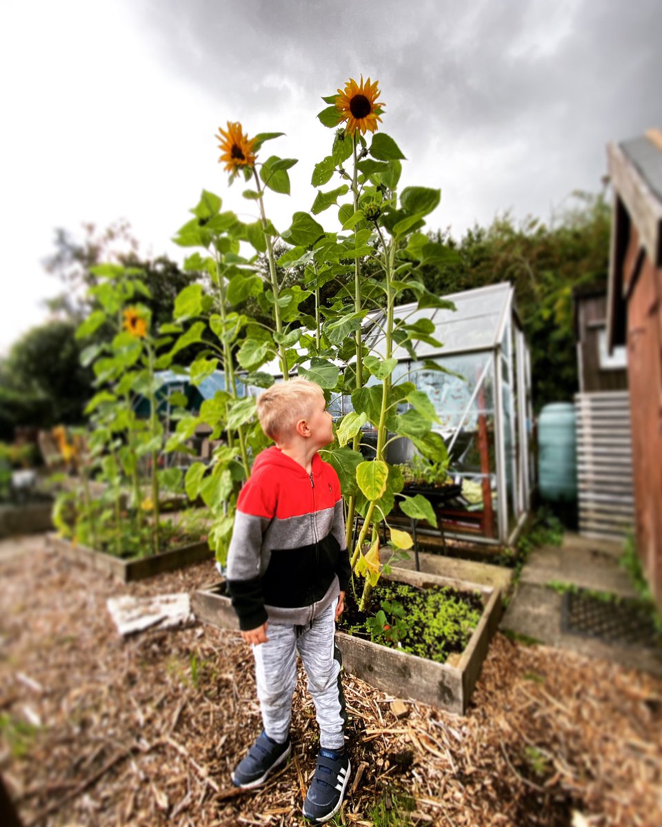AllotmentPlot11's tweet photo. So proud of his Sunflowers 🌻
#Allotment #Allotmentlife #FamilyPlot #love #gyo #greenhouse #shed #pottingshed #Plot11 #AllotmentBeginner https://t.co/ZcasygT2ks