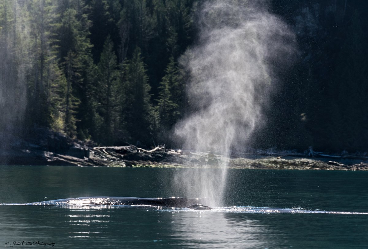 jcollis01's tweet photo. Beautiful and peaceful - Humpbacks near Campbell River #humpback #whales #campbellriver #vancouverisland #whalewhatching #marinelife #wildlifephotography #wildlife #nature @CRVisitorCentre @ExploreBC https://t.co/aP7OXM6oxQ