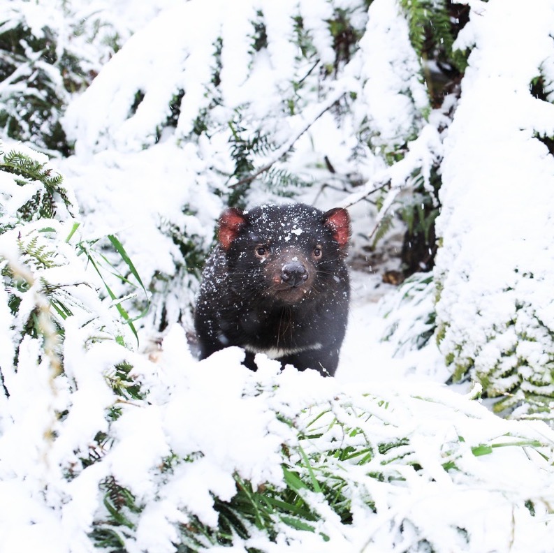 Australia's tweet photo. Ready or not, here I come! Hide-and-seek looks a little bit different on the @BarringtonCoast in #winter ❄️ 🦘
Located high in the @NewSouthWales #BarringtonTops, the #animals at #AussieArk love the cold weather, especially the #TassieDevils!
#SeeAustralia #LoveNSW https://t.co/xMFHvGI2nY