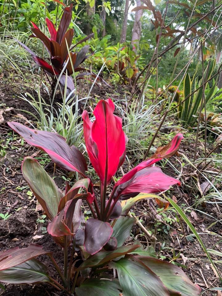 Cordylline.