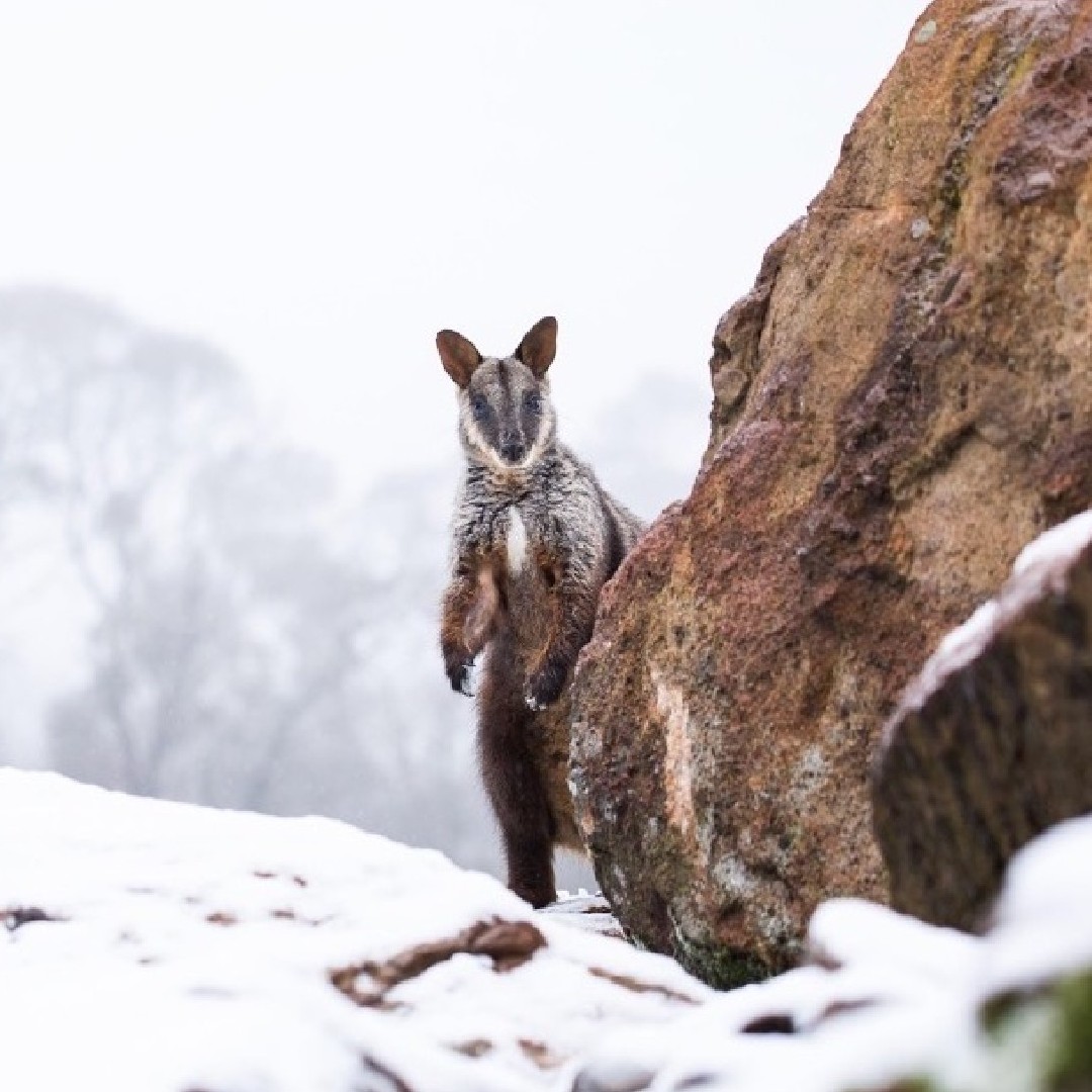 Australia's tweet photo. Ready or not, here I come! Hide-and-seek looks a little bit different on the @BarringtonCoast in #winter ❄️ 🦘
Located high in the @NewSouthWales #BarringtonTops, the #animals at #AussieArk love the cold weather, especially the #TassieDevils!
#SeeAustralia #LoveNSW https://t.co/xMFHvGI2nY