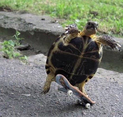 cheryldosal's tweet image. Same energy. 🐢 @EthanDolan