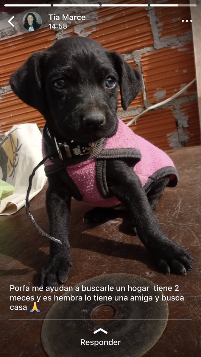 chinaaaflor's tweet photo. Adopción responsable. RT por favor. Zona lomas de Zamora https://t.co/sMDu15gkG1