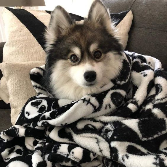 wearepetsabs's tweet photo. I'm cold
#dogs #cold #petsoftwitter https://t.co/x0Es84Oy3g